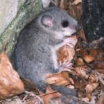 Dormouse 2